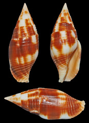Nebularia chrysostoma