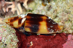 Nebularia chrysostoma