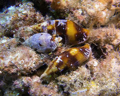Nebularia chrysostoma