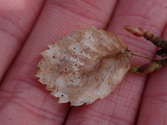 Coccomyces dentatus