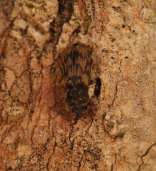 Synchita undata