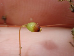 Pohlia longibracteata