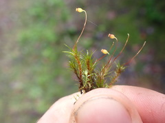 Pohlia longibracteata