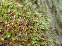 Pohlia longibracteata