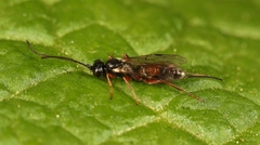 Isadelphus inimicus
