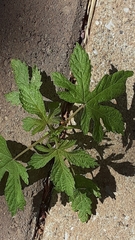 Hydrastis canadensis
