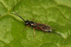 Isadelphus inimicus