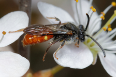 Nomada fabriciana