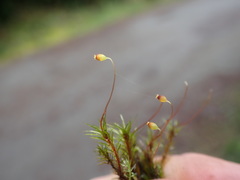 Pohlia longibracteata