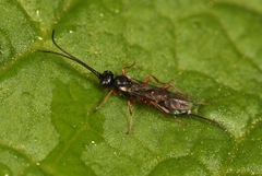 Isadelphus inimicus