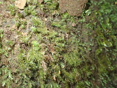 Pohlia longibracteata