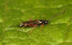 Isadelphus inimicus