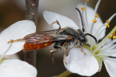 Nomada fabriciana