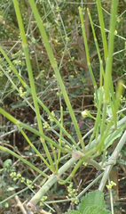 Ephedra foeminea