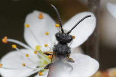 Nomada fabriciana