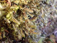 Macrodiplophyllum rubrum