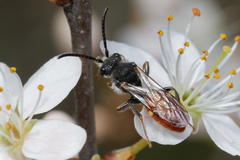 Nomada fabriciana