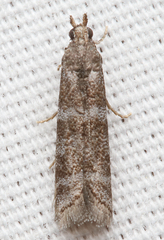 Ephestia columbiella