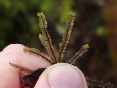 Macrodiplophyllum rubrum
