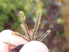 Macrodiplophyllum rubrum