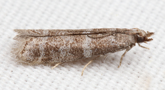 Ephestia columbiella