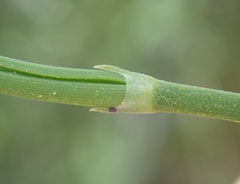 Ephedra foeminea