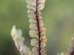 Macrodiplophyllum rubrum