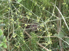 Ephedra foeminea