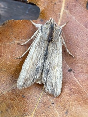 Lithophane semibrunnea