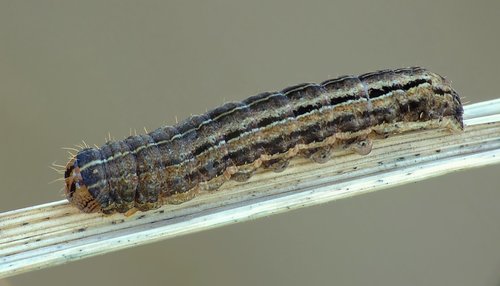 Square-spot Rustic, photo 9 of 10