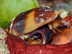Nebularia chrysostoma