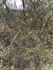 Parkinsonia texana texana