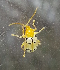 Diabrotica litterata