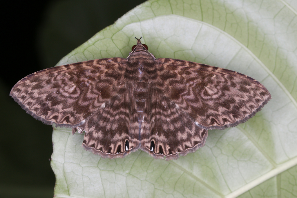 Dialithis gemmifera