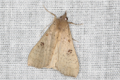 Rhapsa suscitatalis