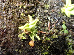 Pinguicula