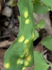 Puccinia nabali