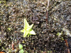 Pinguicula