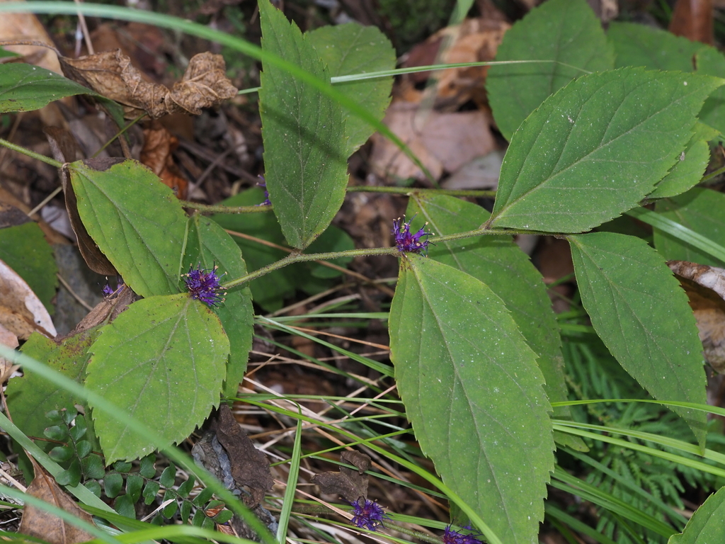 Veronicastrum villosulum