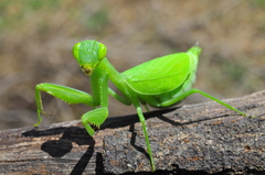 Photiomantis
