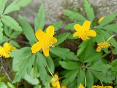 Anemonoides ranunculoides