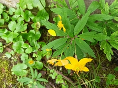 Anemonoides ranunculoides