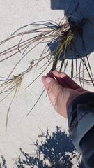 Cladoraphis cyperoides