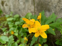 Anemonoides ranunculoides
