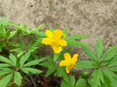Anemonoides ranunculoides