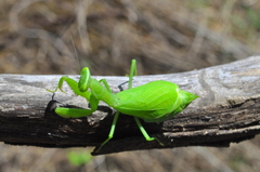 Photiomantis