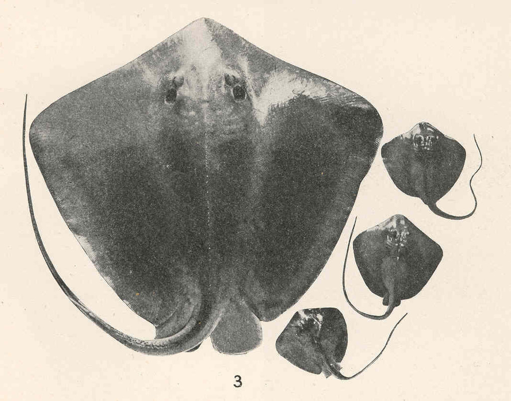 Atlantic Whiptail Stingray
