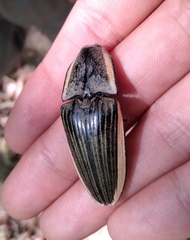 Chalcolepidius lafargi