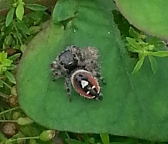 Phidippus californicus