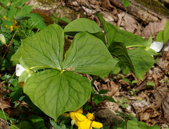Trillium flexipes